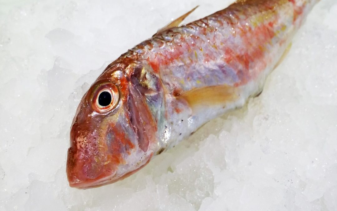 STRIPED RED MULLET