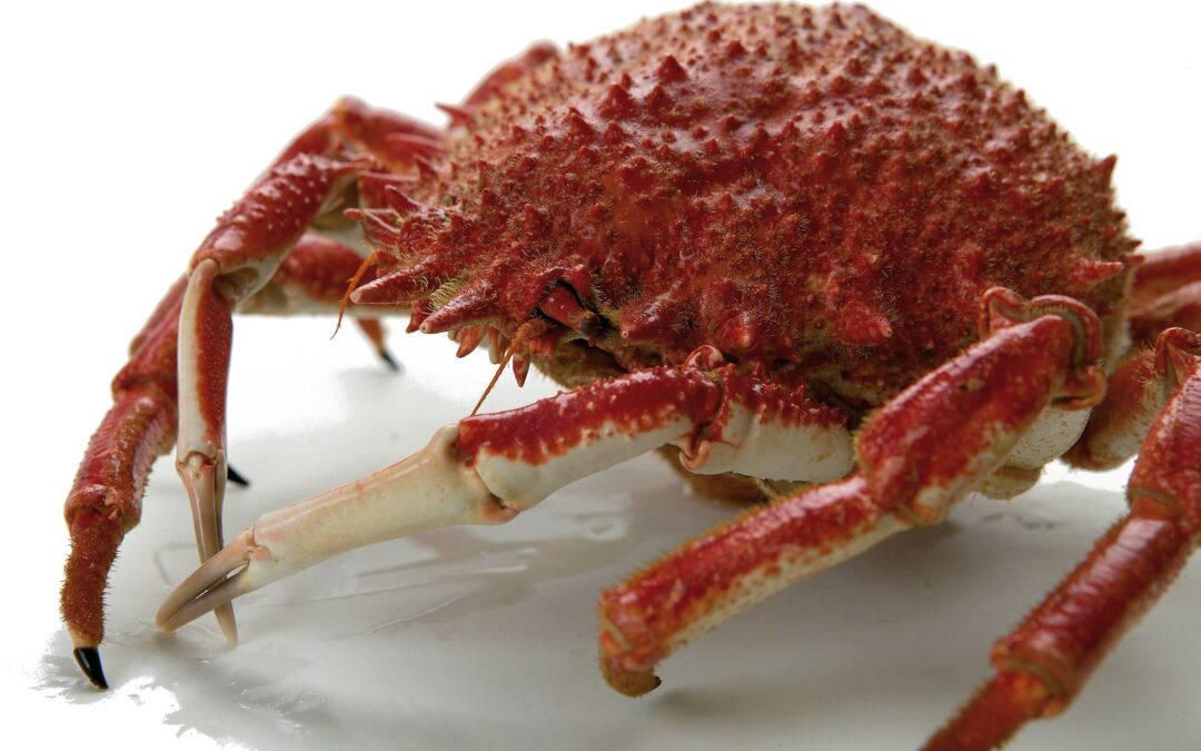 COOKED SPIDER CRAB