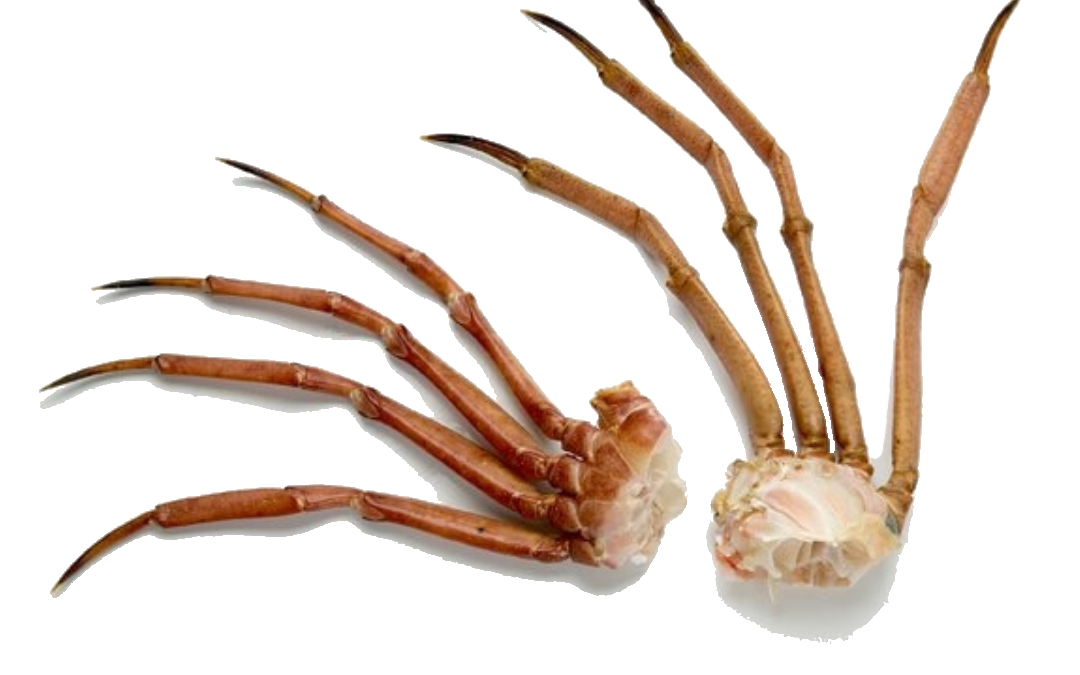 Namibia Crab Body