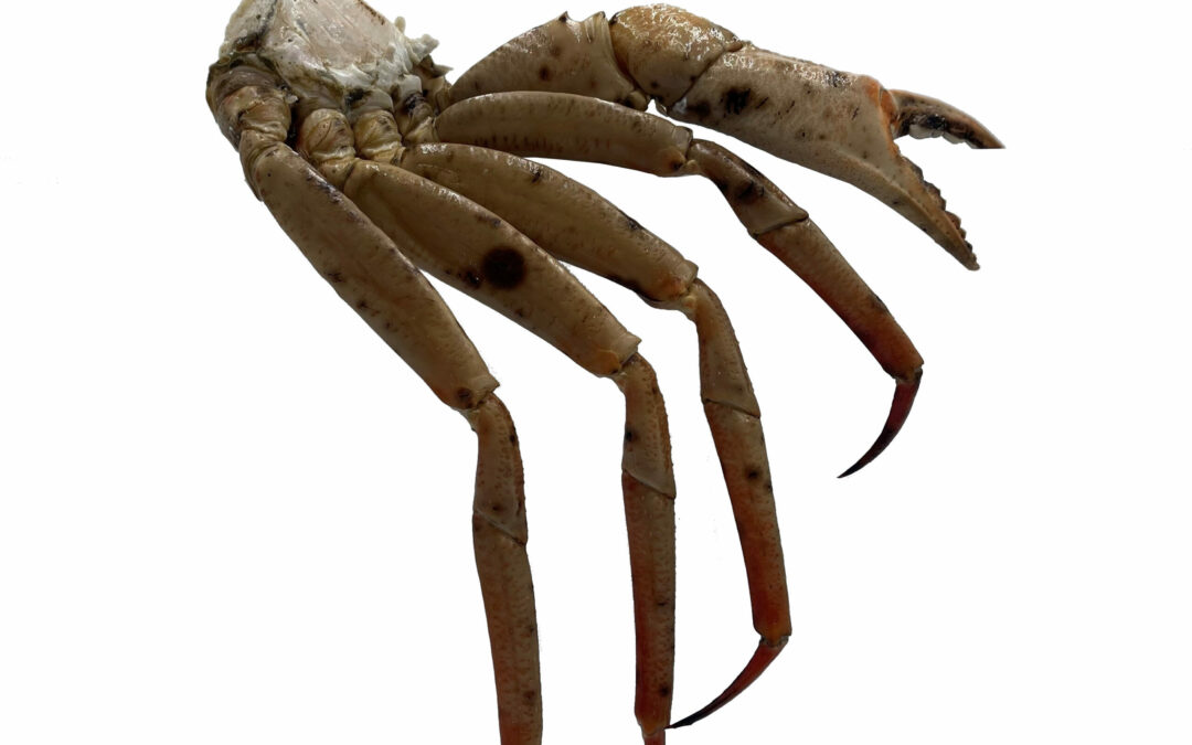 Namibia Crab