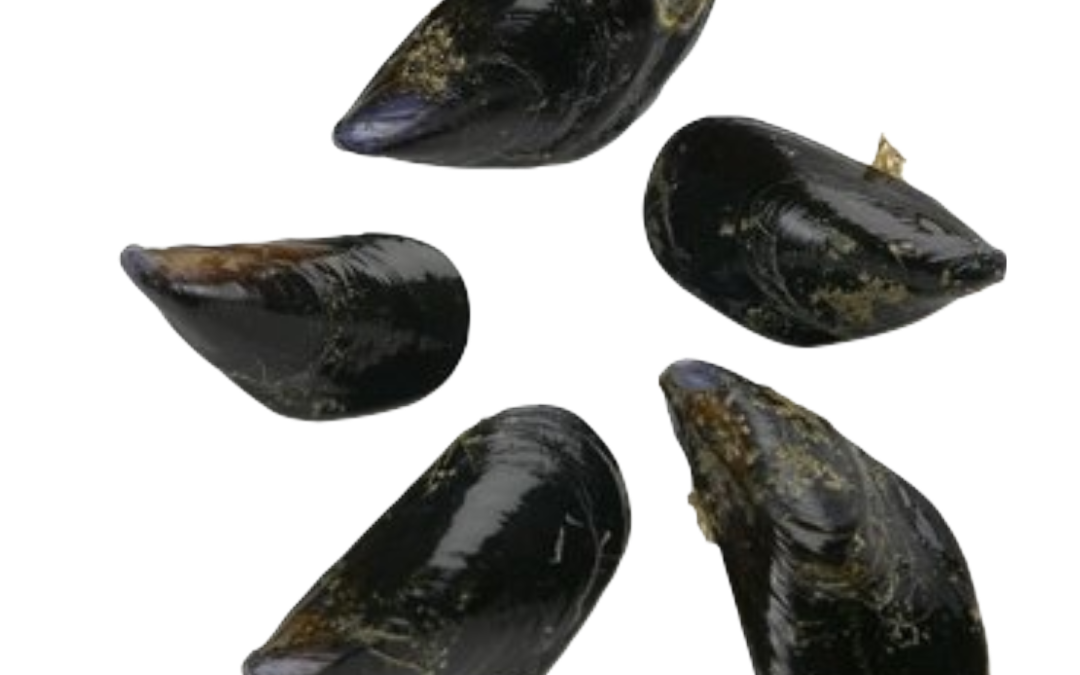 BOUCHOT MUSSEL