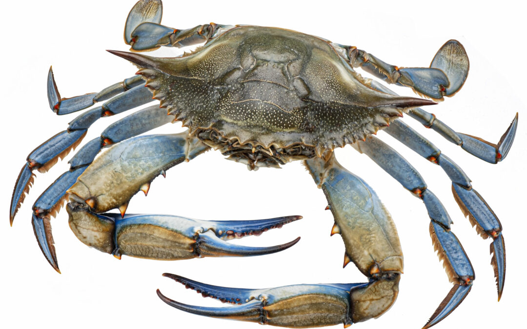 BLUE CRAB