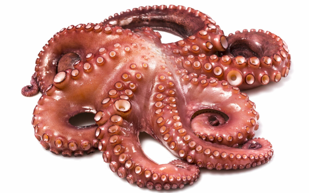 Senegalese Octopus