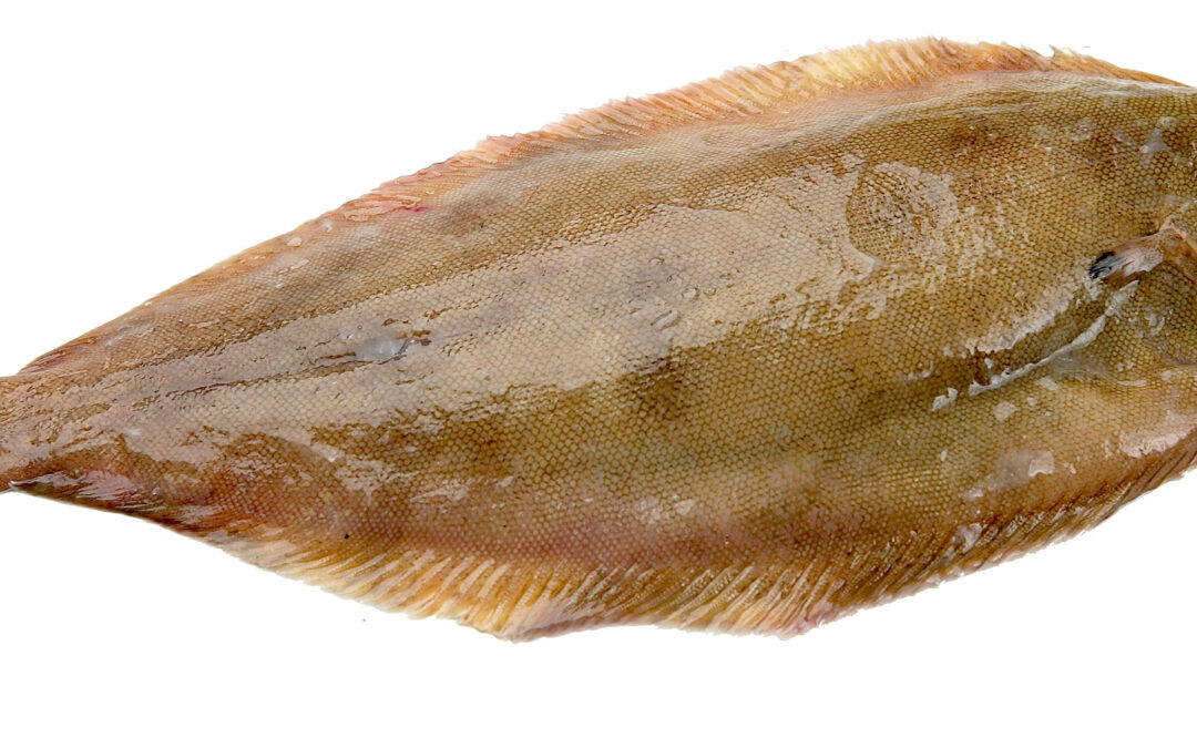 LEMON SOLE