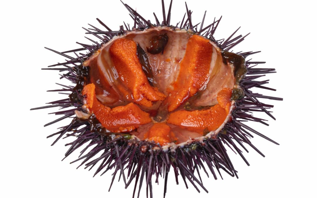 Sea Urchin ROE