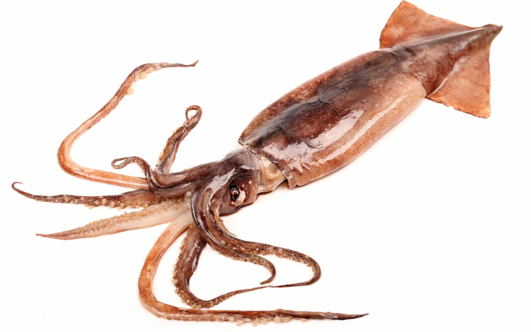 South African Squid